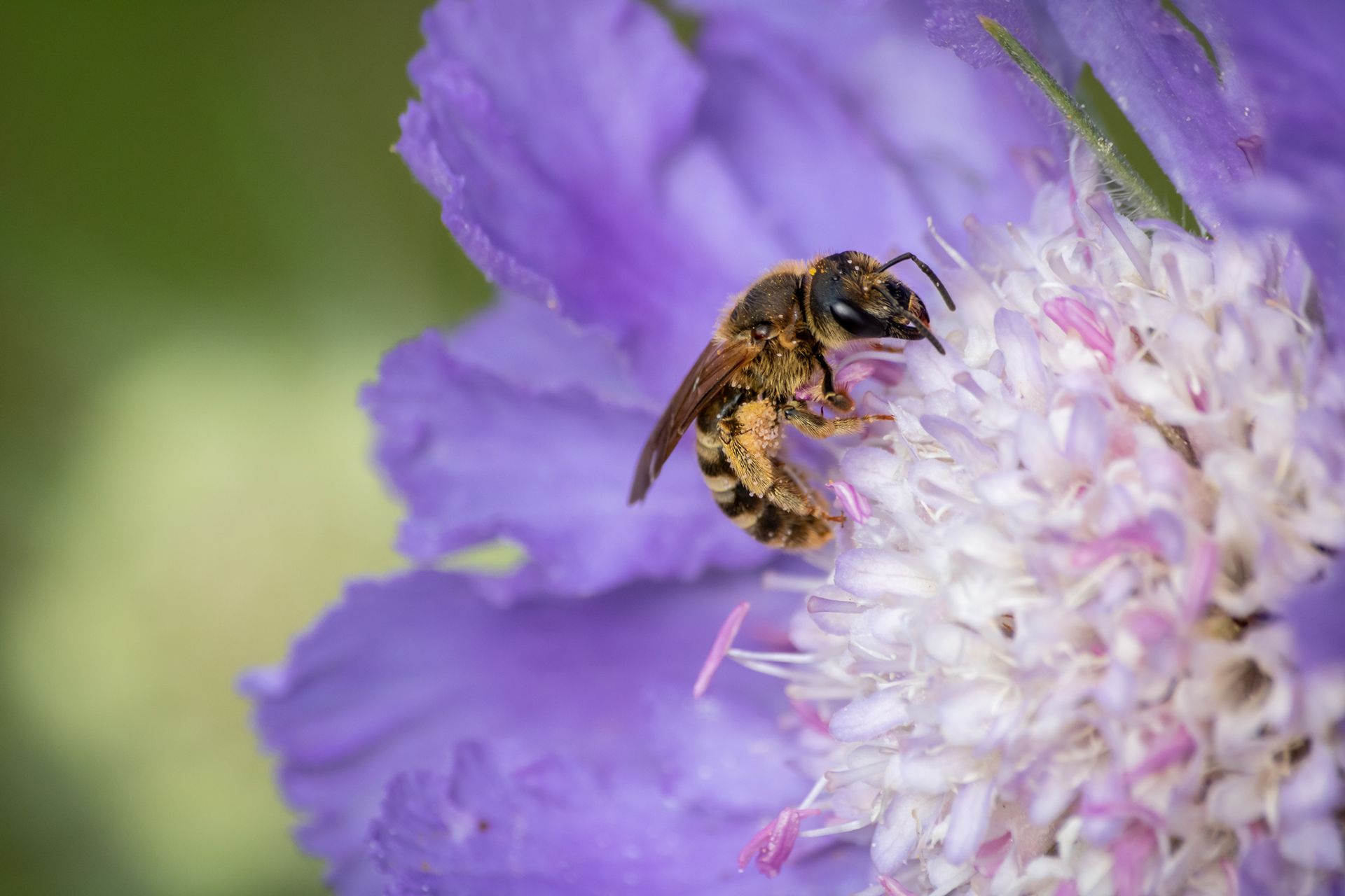Gelbbindige Furchenbiene (Halictus scabiosae), Weibchen, auf Scabiosa-Blüte
