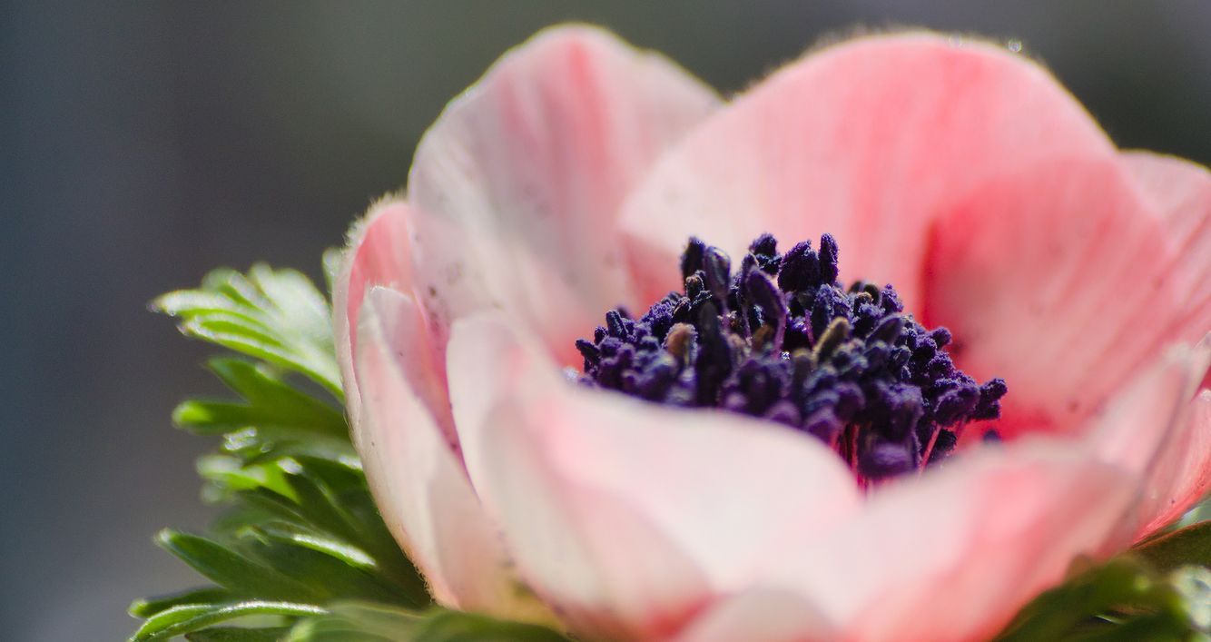 Anemone; Foto: Benjamin Melzer